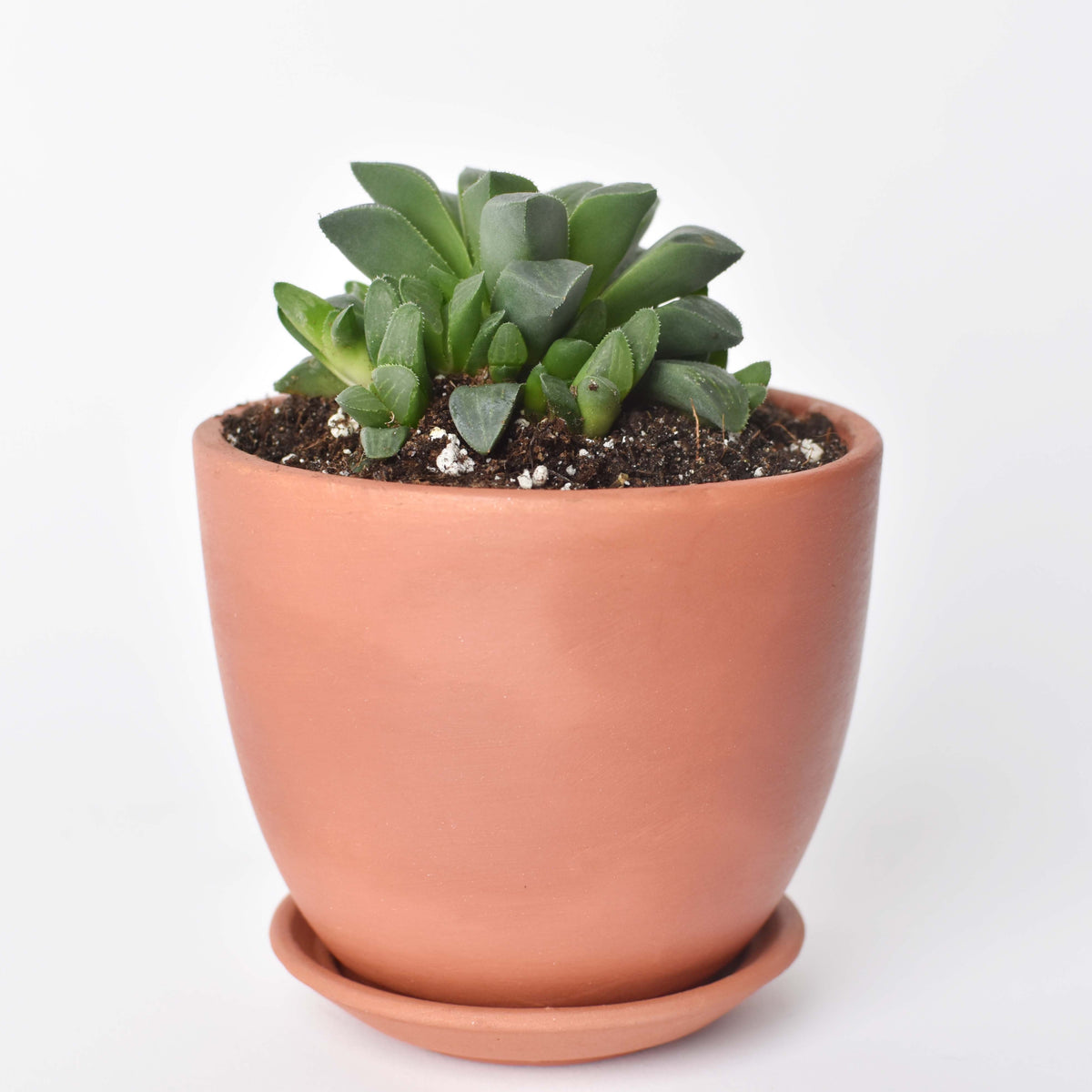 Rare Haworthia 'Moon or Moonstone' Succulent