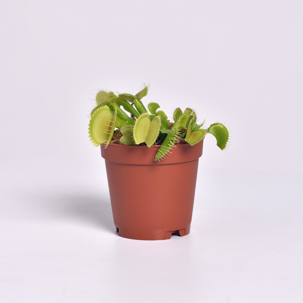 Green Venus Fly Trap