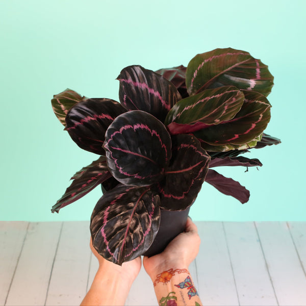 dottie rose painted prayer plant Calathea Dottie Prayer Plant Nursery 6"