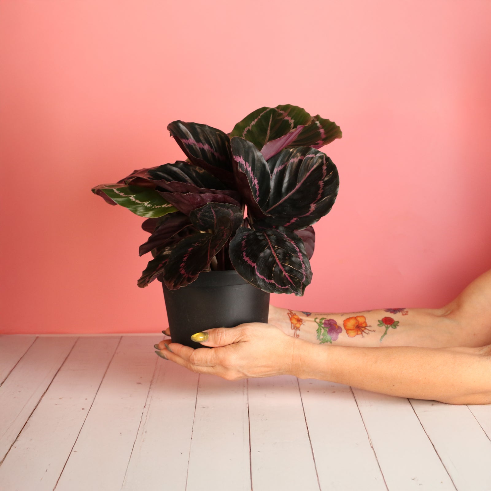 Calathea Dottie Prayer Plant