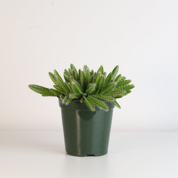 Dragon Fruit Cactus