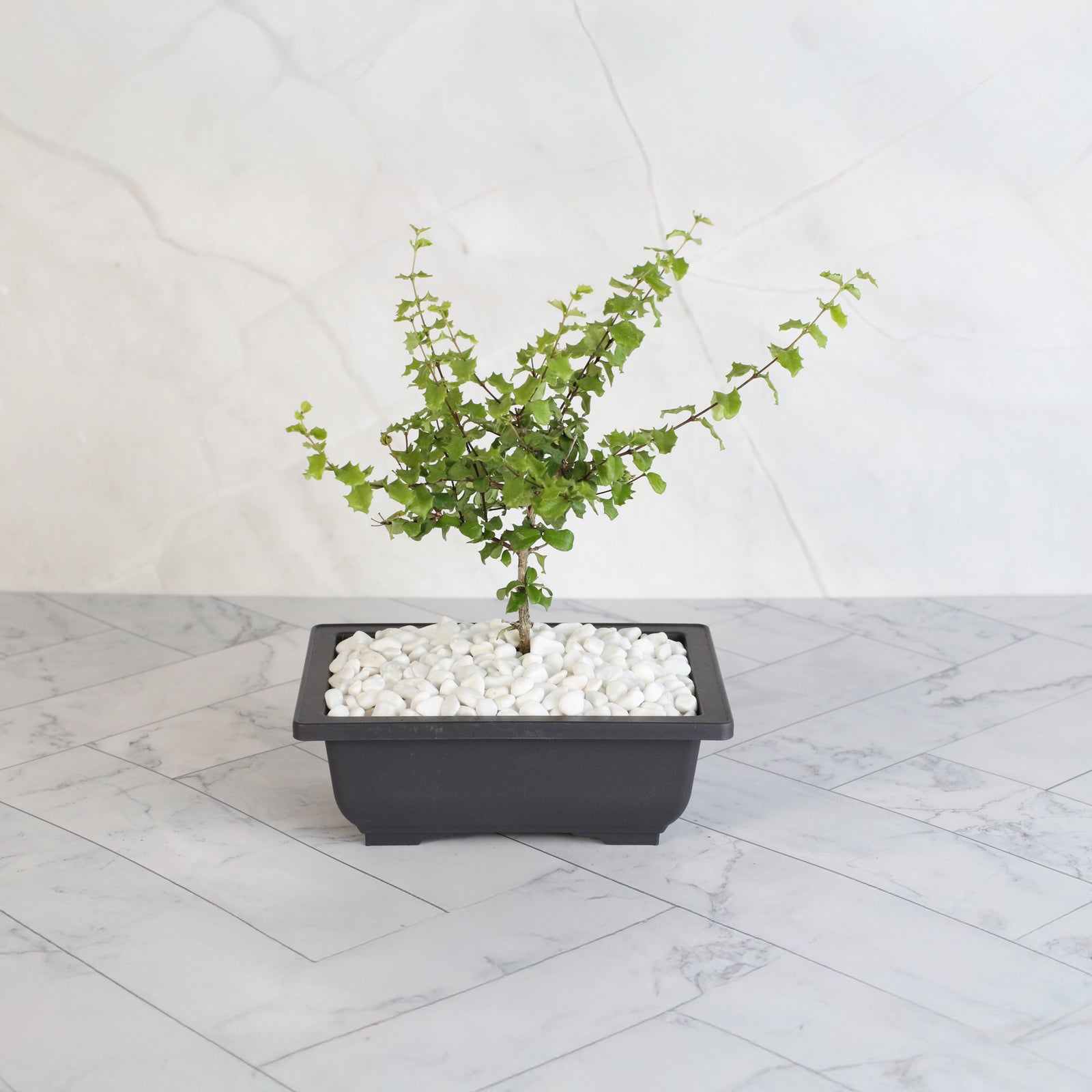 Dwarf Holly Bonsai – Malpighia coccigera