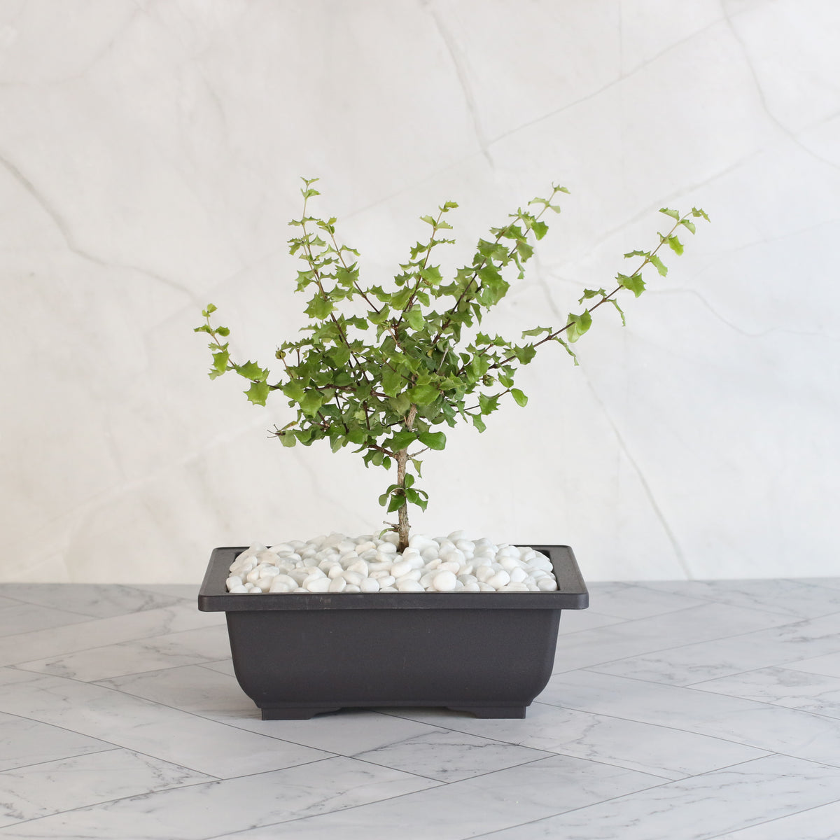 Dwarf Holly Bonsai – Malpighia coccigera