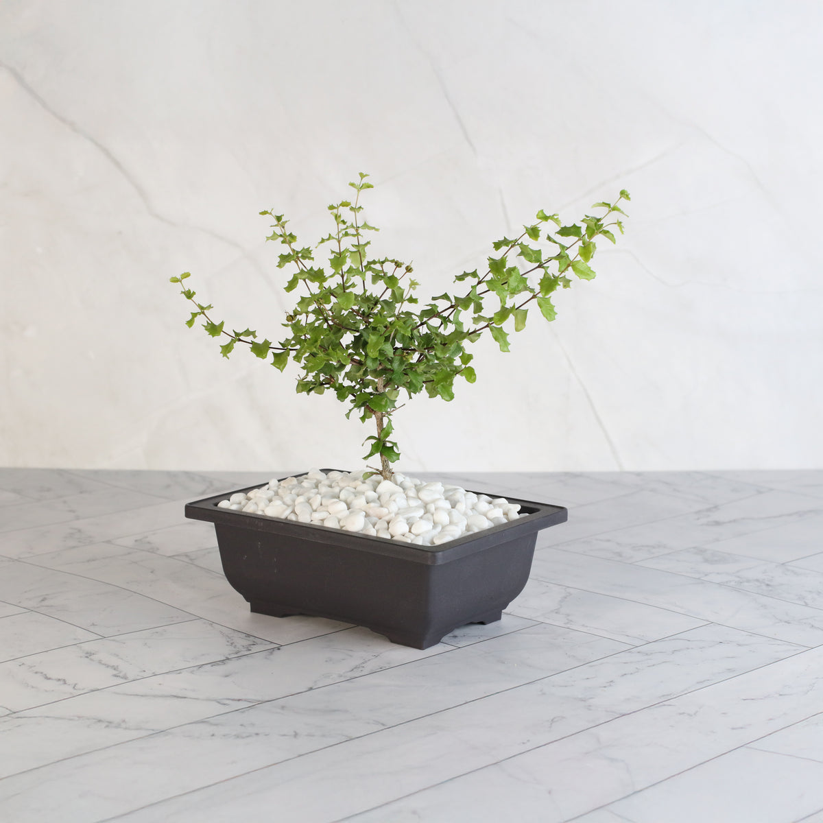 Dwarf Holly Bonsai – Malpighia coccigera