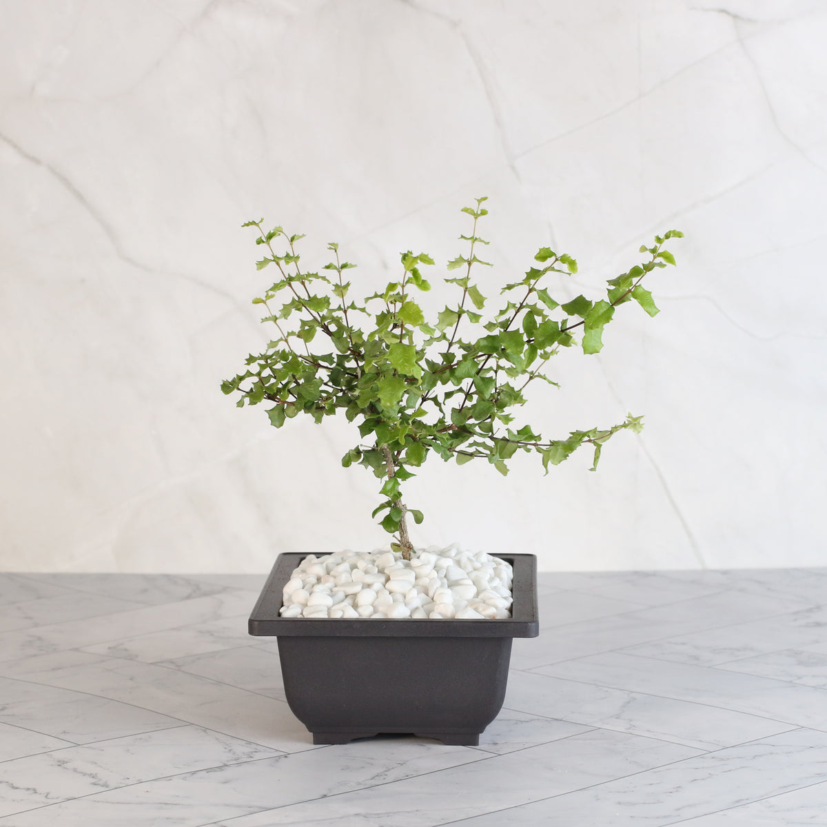 Dwarf Holly Bonsai – Malpighia coccigera