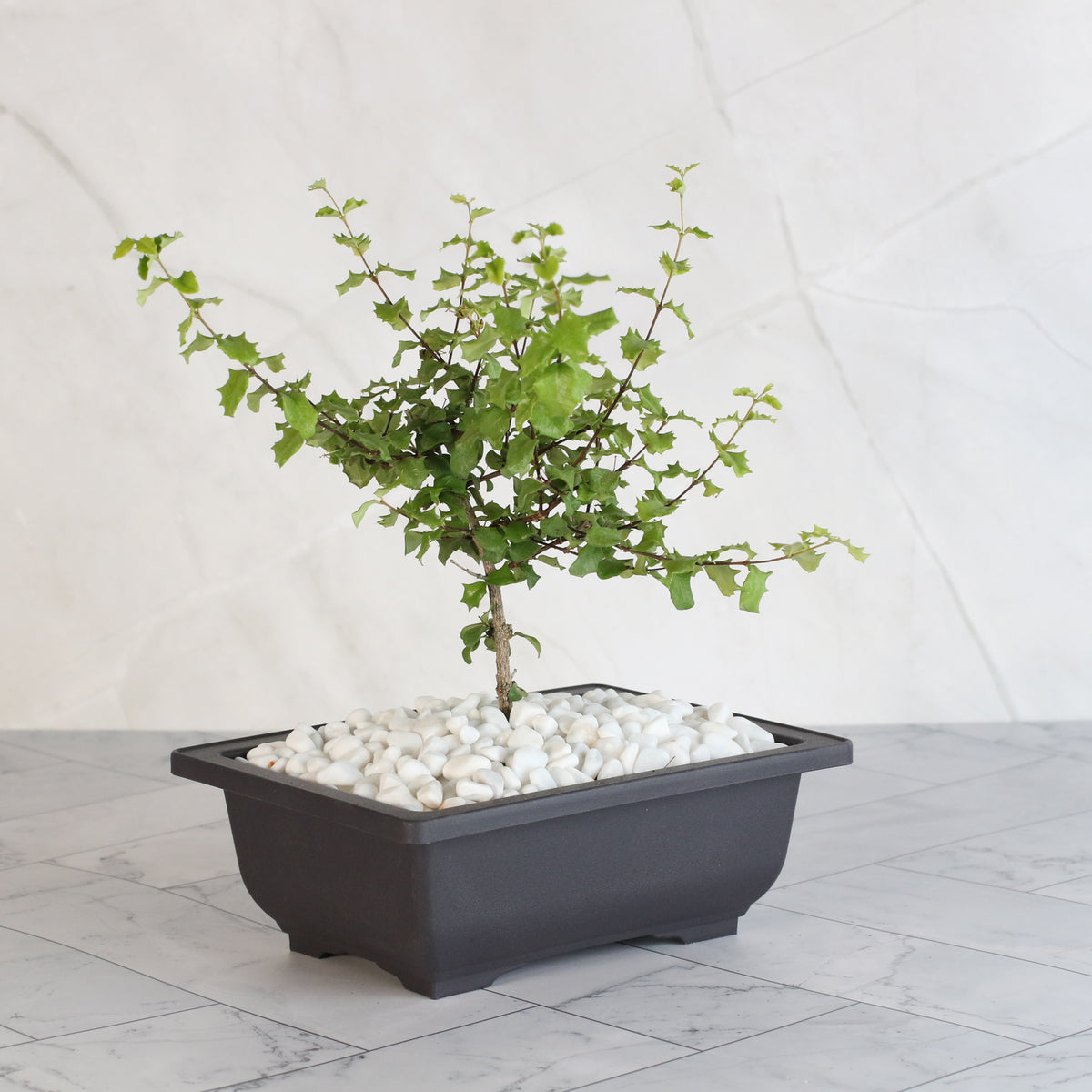Dwarf Holly Bonsai – Malpighia coccigera