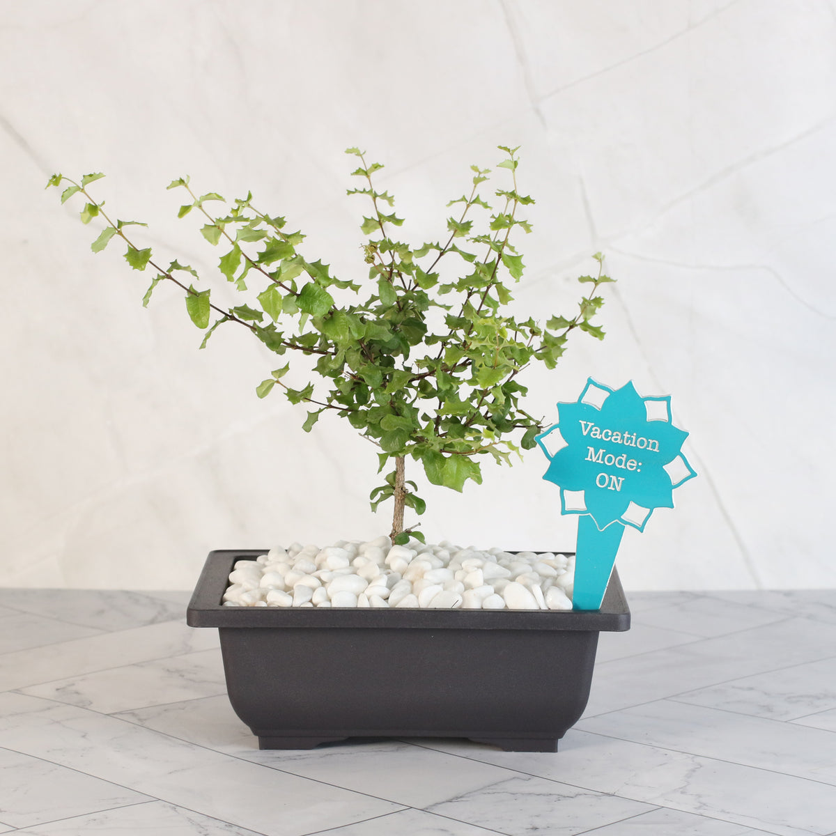 Dwarf Holly Bonsai – Malpighia coccigera with plant Stake Add-On