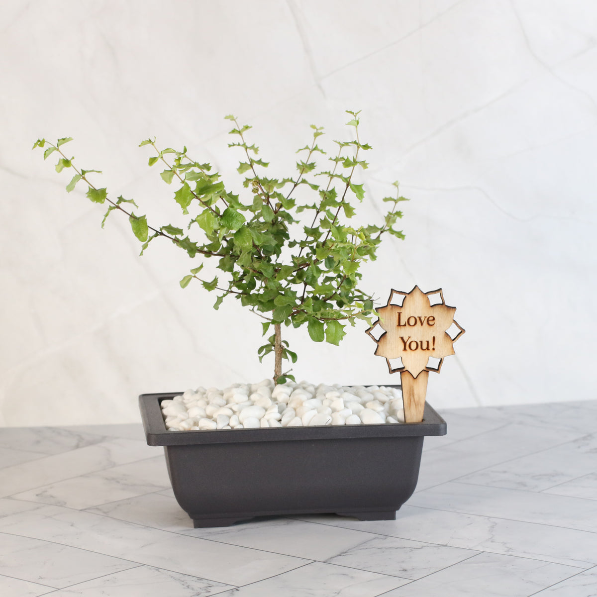 Dwarf Holly Bonsai – Malpighia coccigera with Plant Stake Add-On