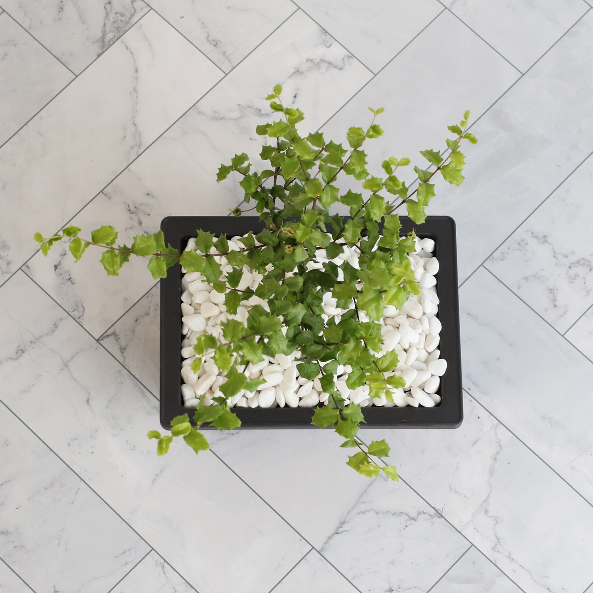 View from above Dwarf Holly Bonsai – Malpighia coccigera