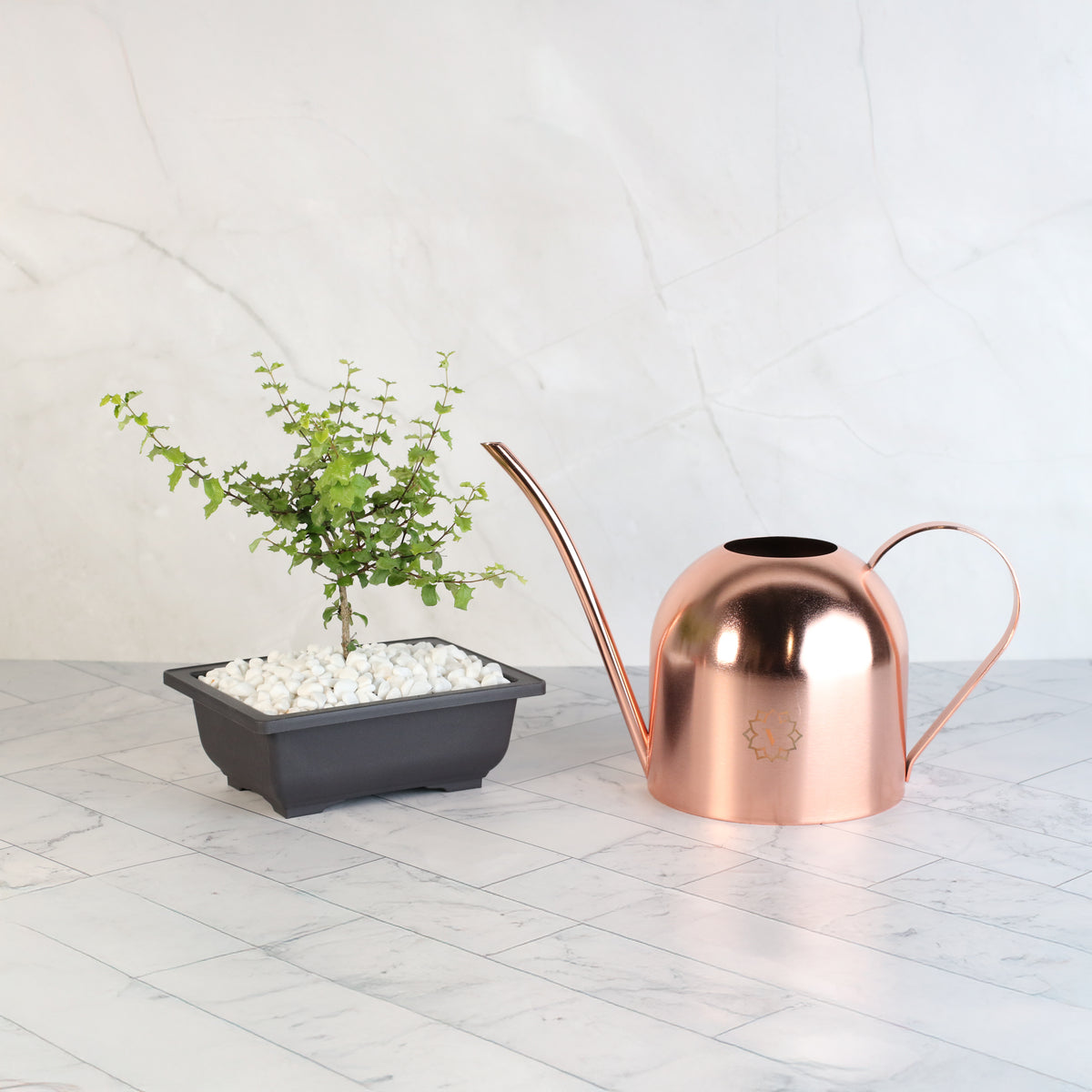 Dwarf Holly Bonsai – Malpighia coccigera with Lyfe watering can