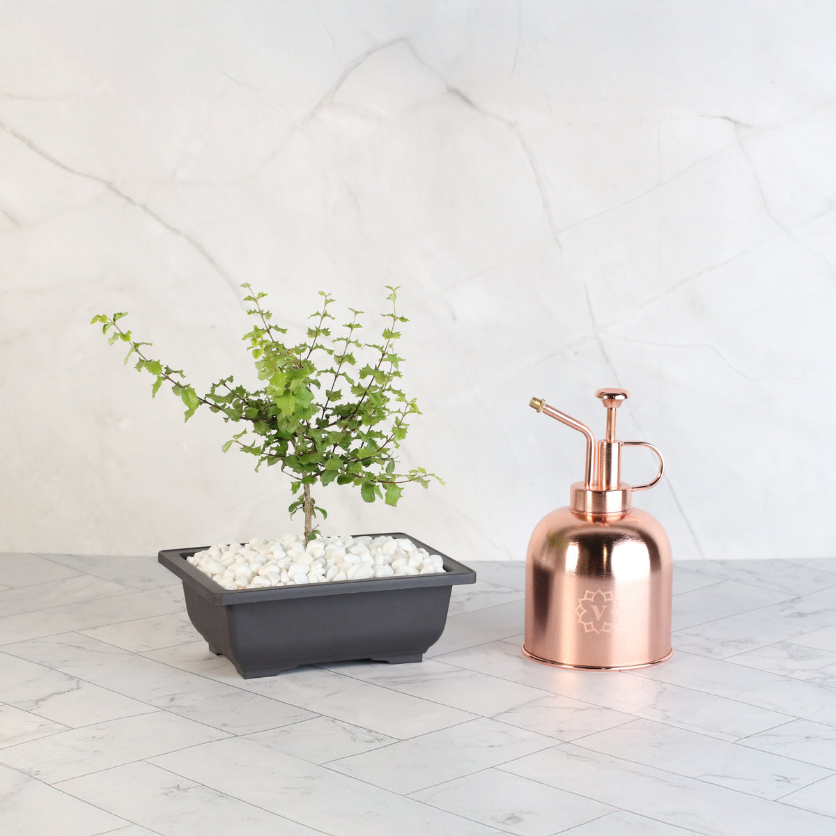 Dwarf Holly Bonsai – Malpighia coccigera with Lyfe Mister