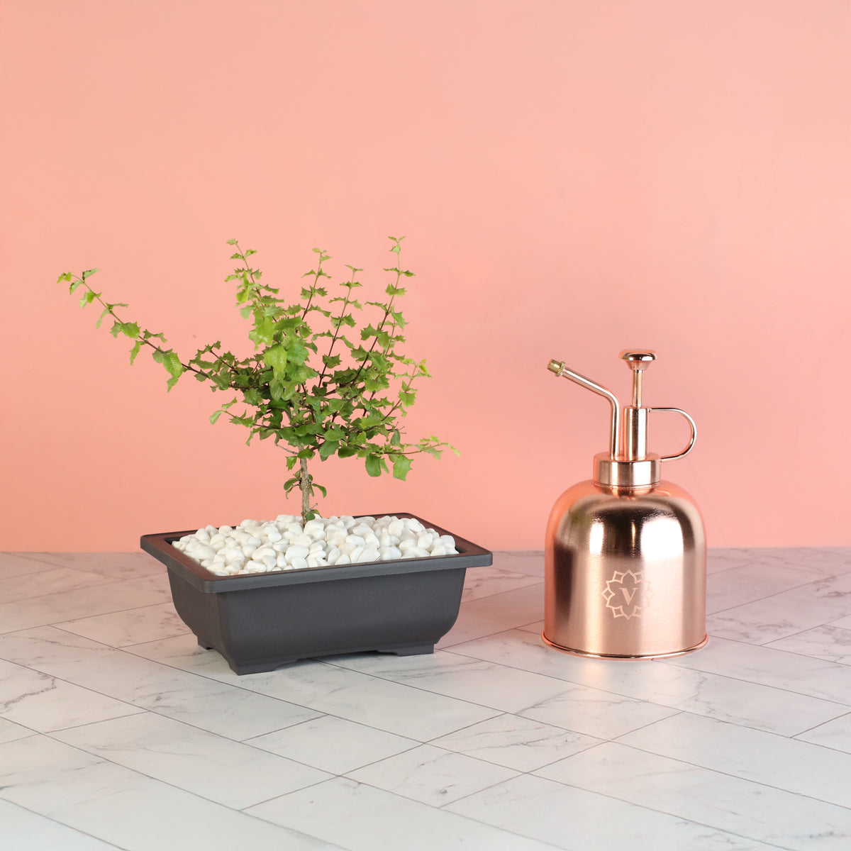 Dwarf Holly Bonsai – Malpighia coccigera with Lyfe Mister