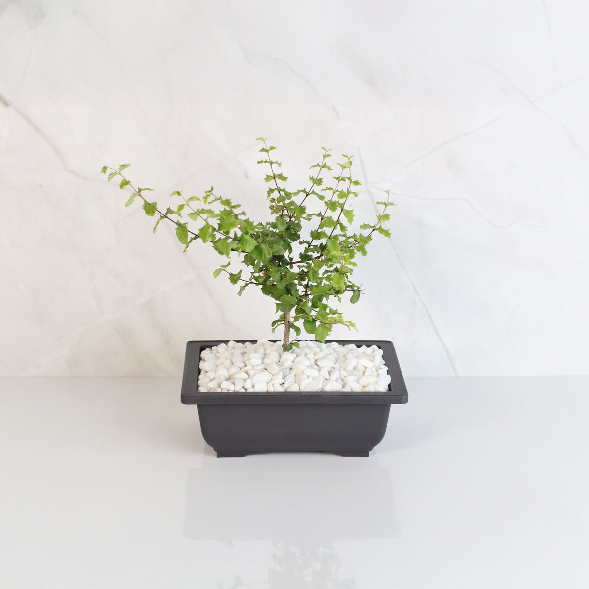 Dwarf Holly Bonsai – Malpighia coccigera