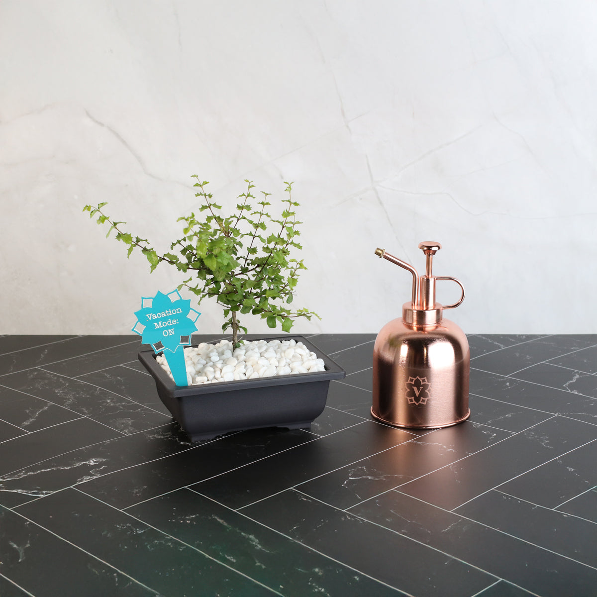 Dwarf Holly Bonsai – Malpighia coccigera