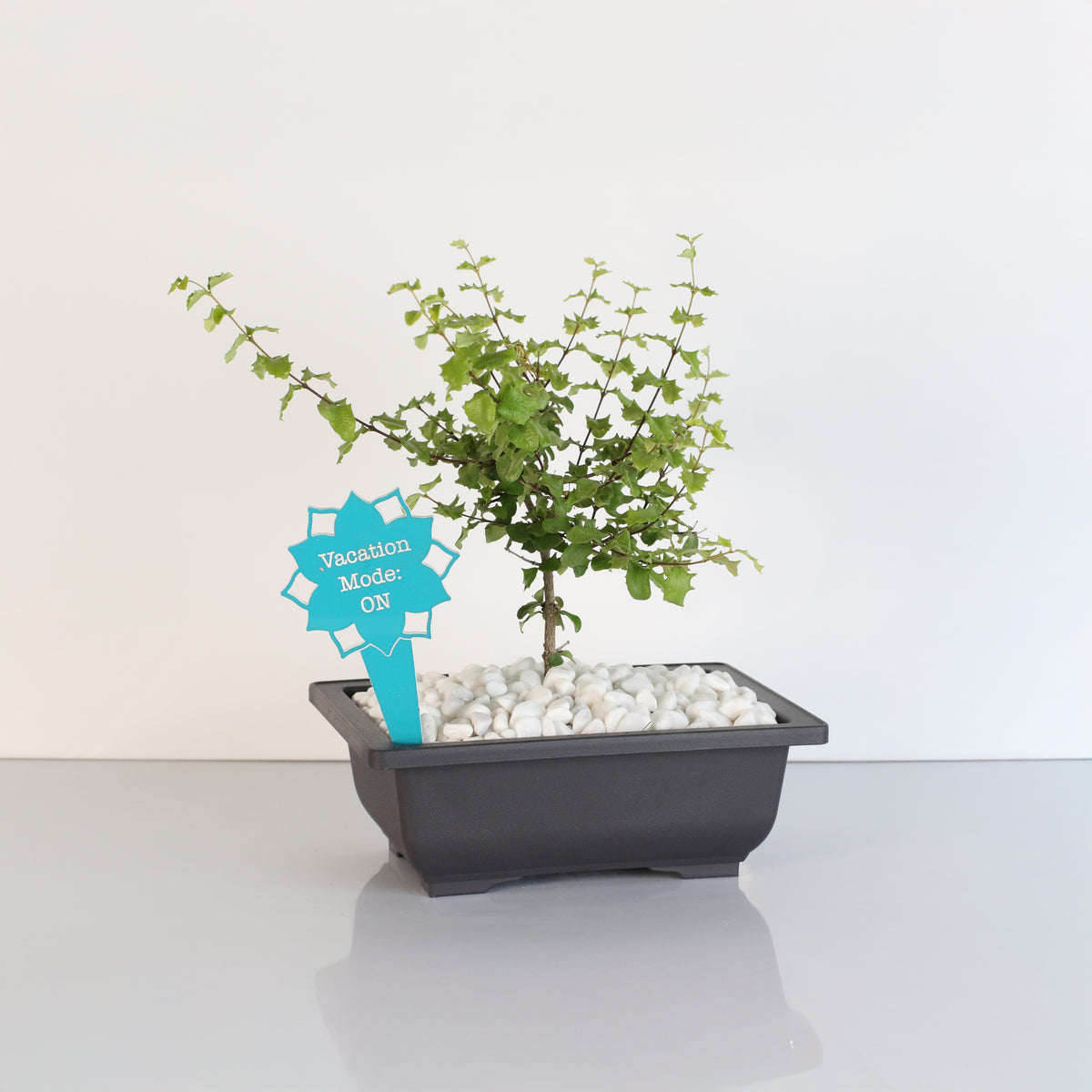 Dwarf Holly Bonsai – Malpighia coccigera