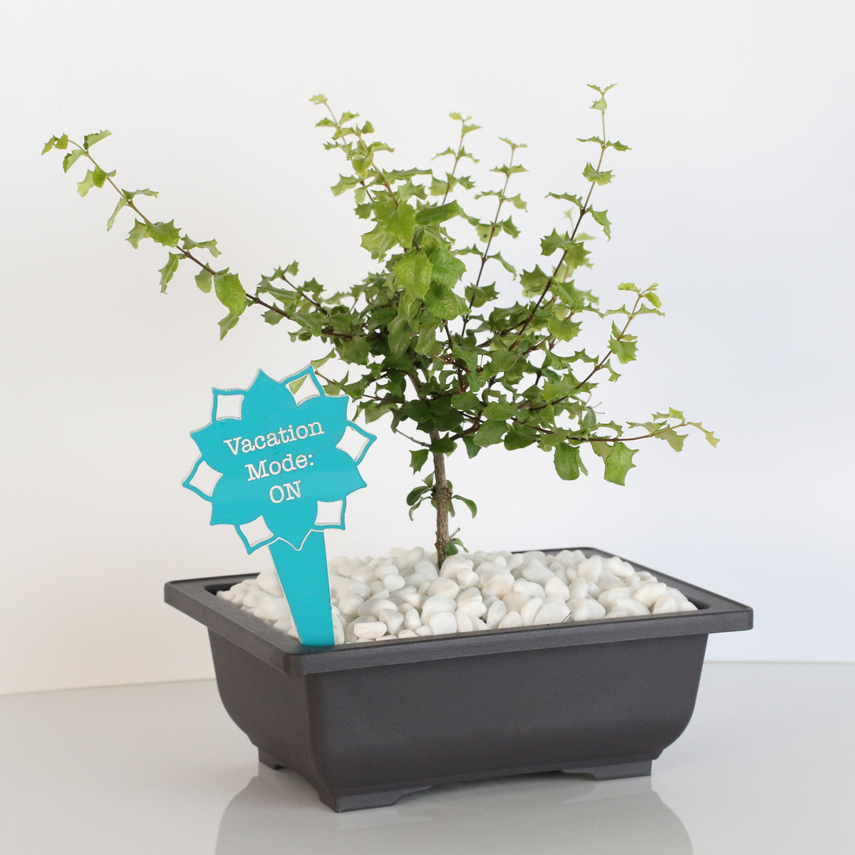 Dwarf Holly Bonsai – Malpighia coccigera with Plant Stake Add-On Item.