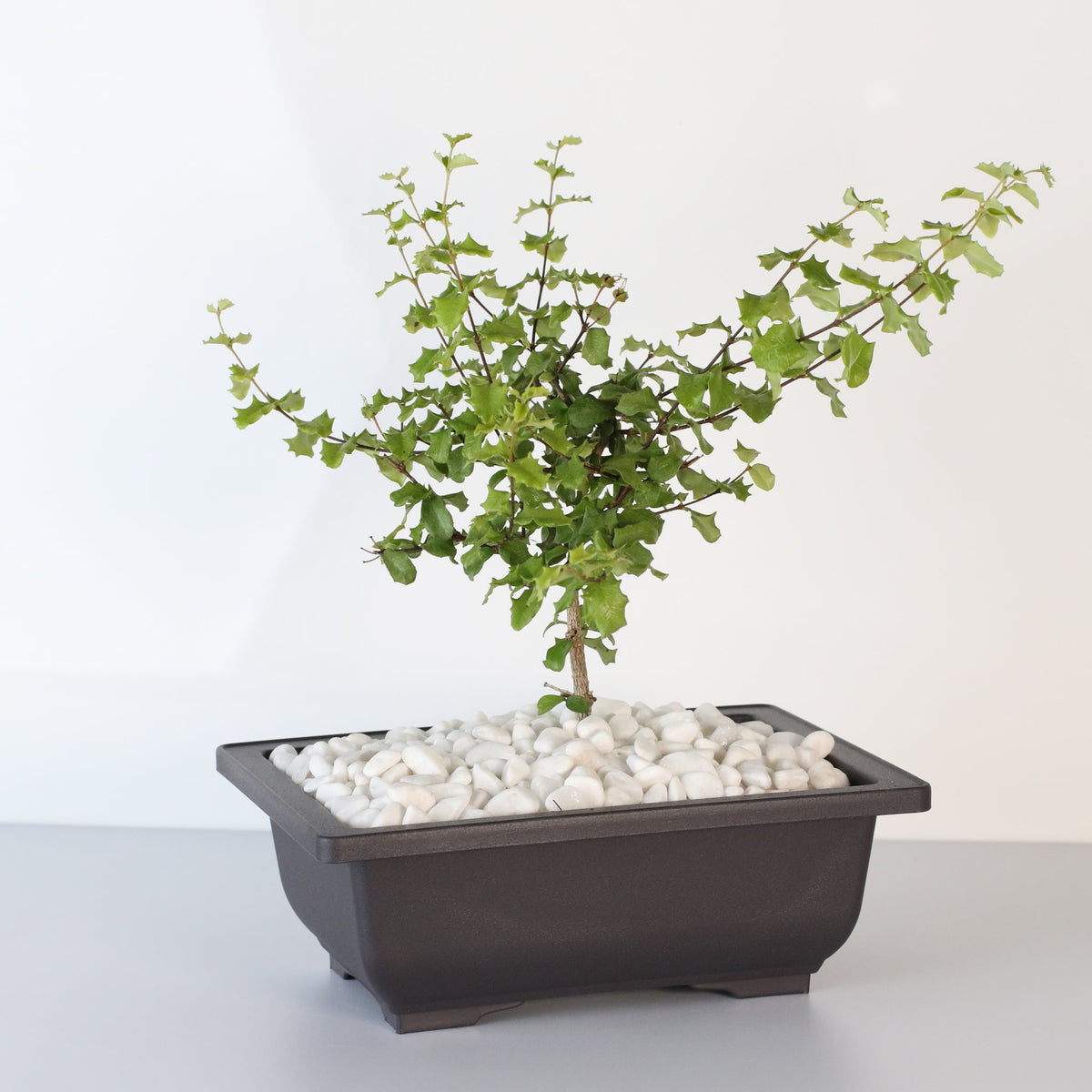 Dwarf Holly Bonsai – Malpighia coccigera