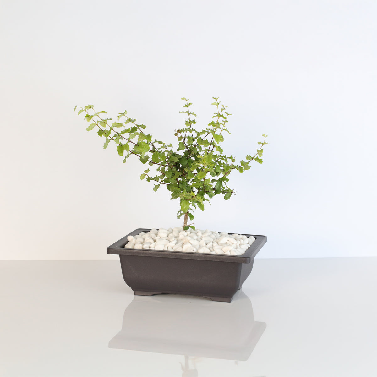 Dwarf Holly Bonsai – Malpighia coccigera