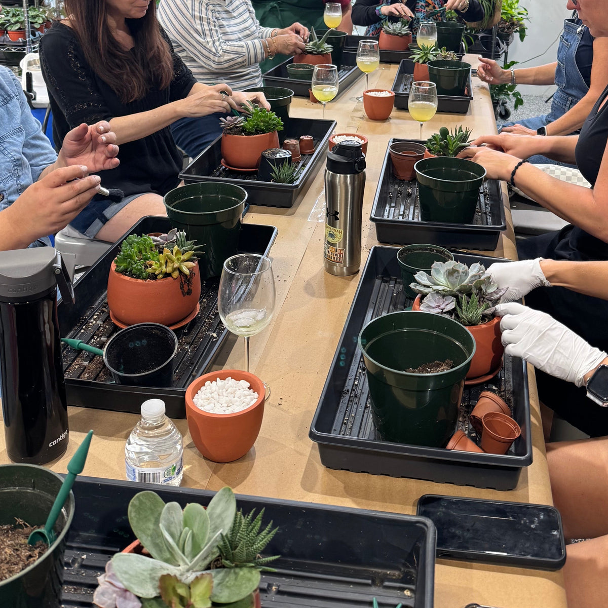 Succulent Arrangement Workshop - Thursday, January 29th 2026, at 6:00 pm