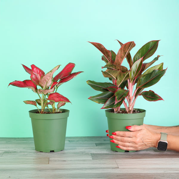 aglaonema nursery Chinese Evergreen Aglaonema Bundle