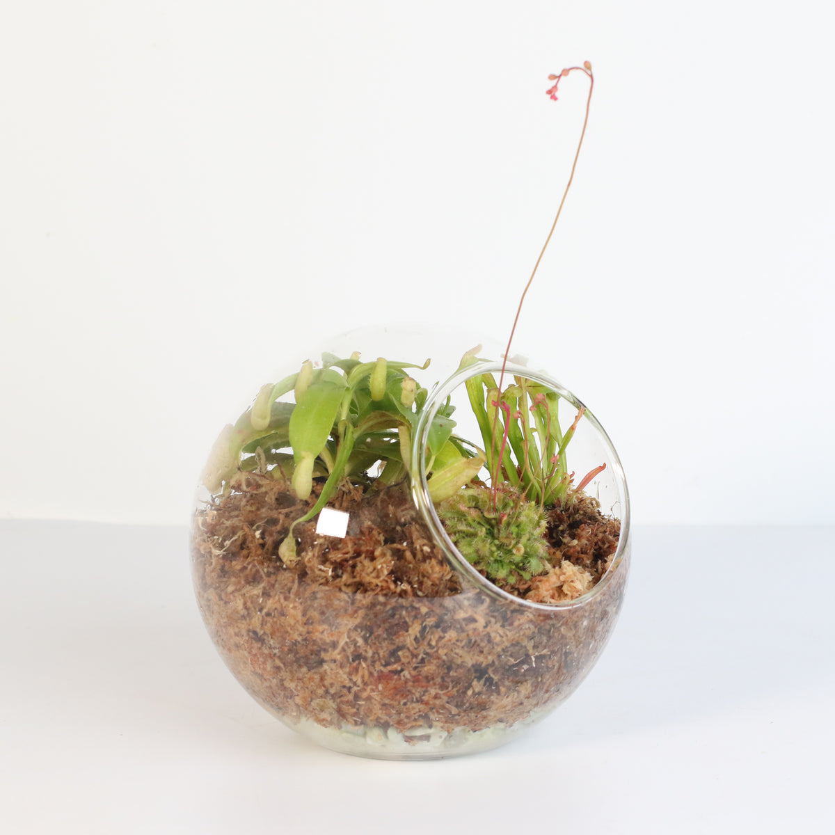 Terrarium Carnivorous Kit