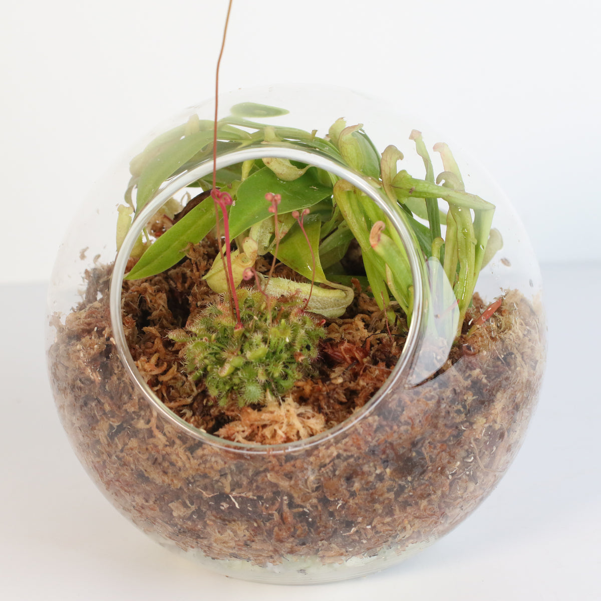 Terrarium Carnivorous Kit