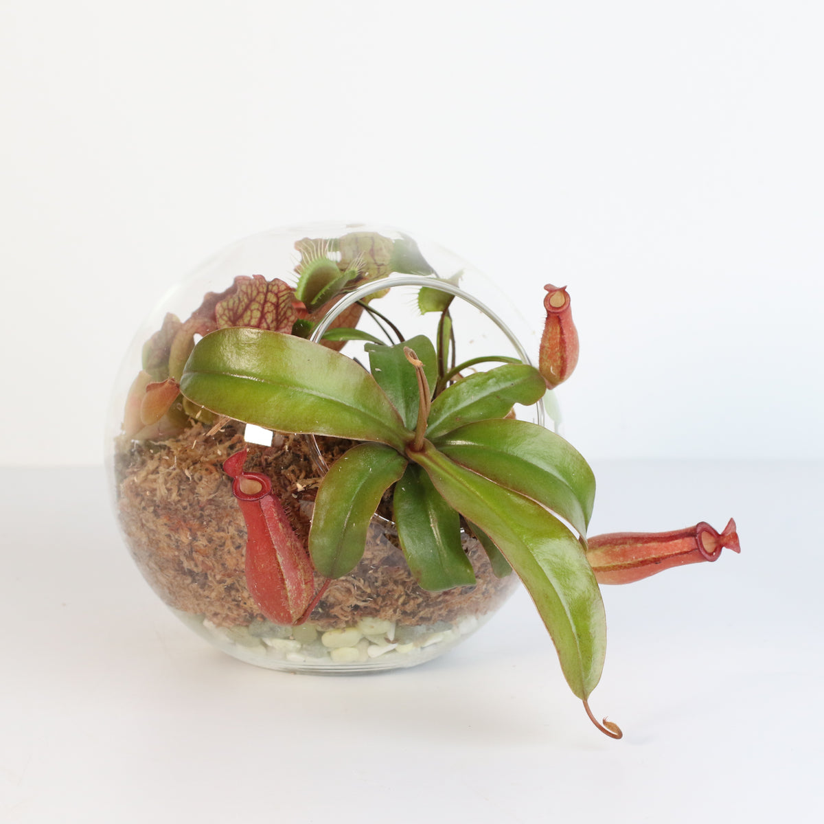 Terrarium Carnivorous Kit