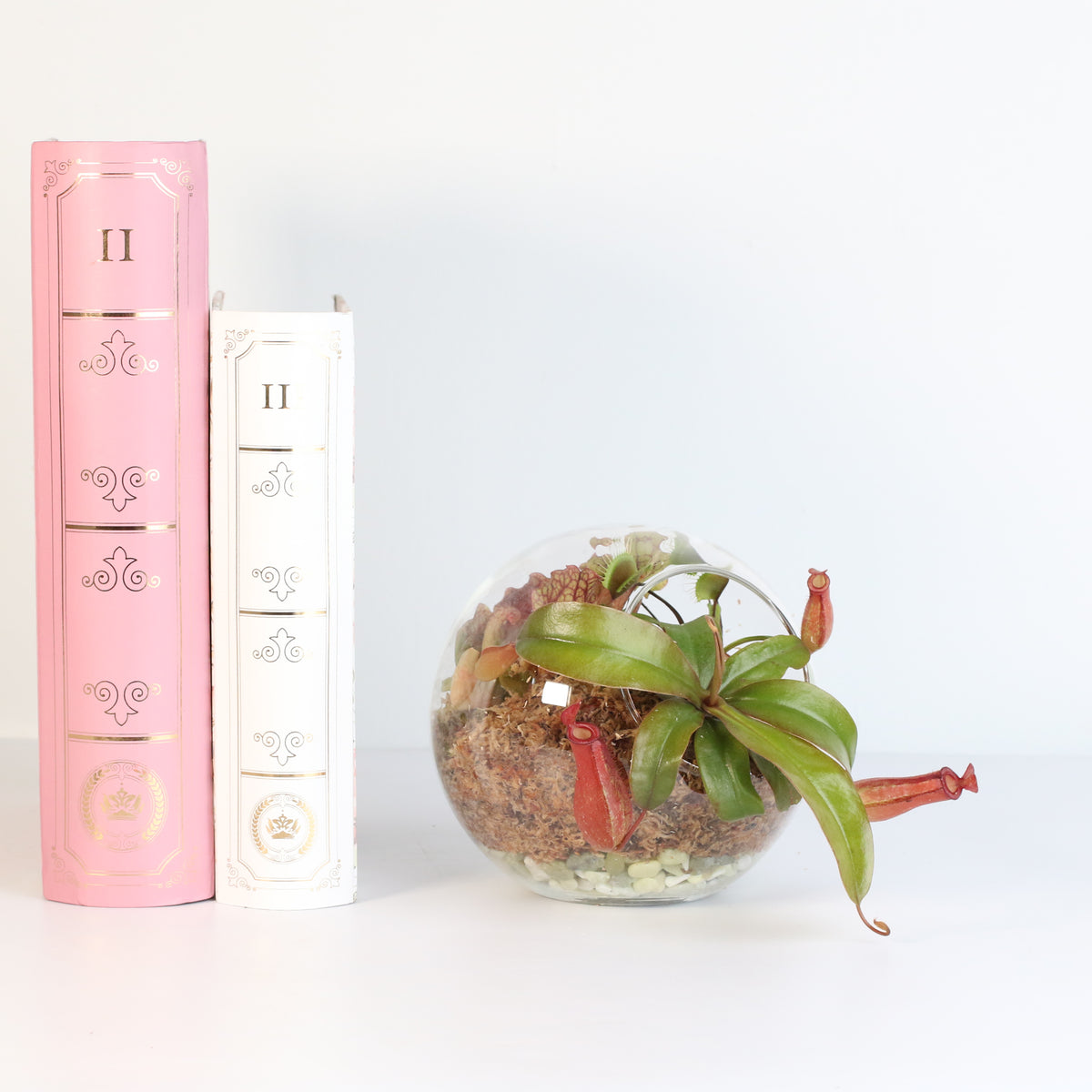 Terrarium Carnivorous Kit