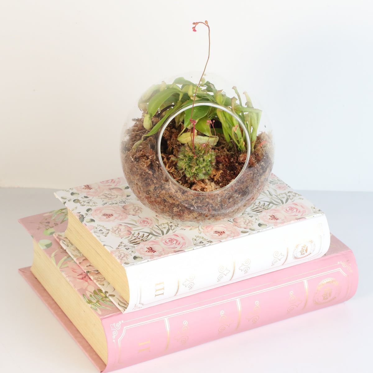 Terrarium Carnivorous Kit