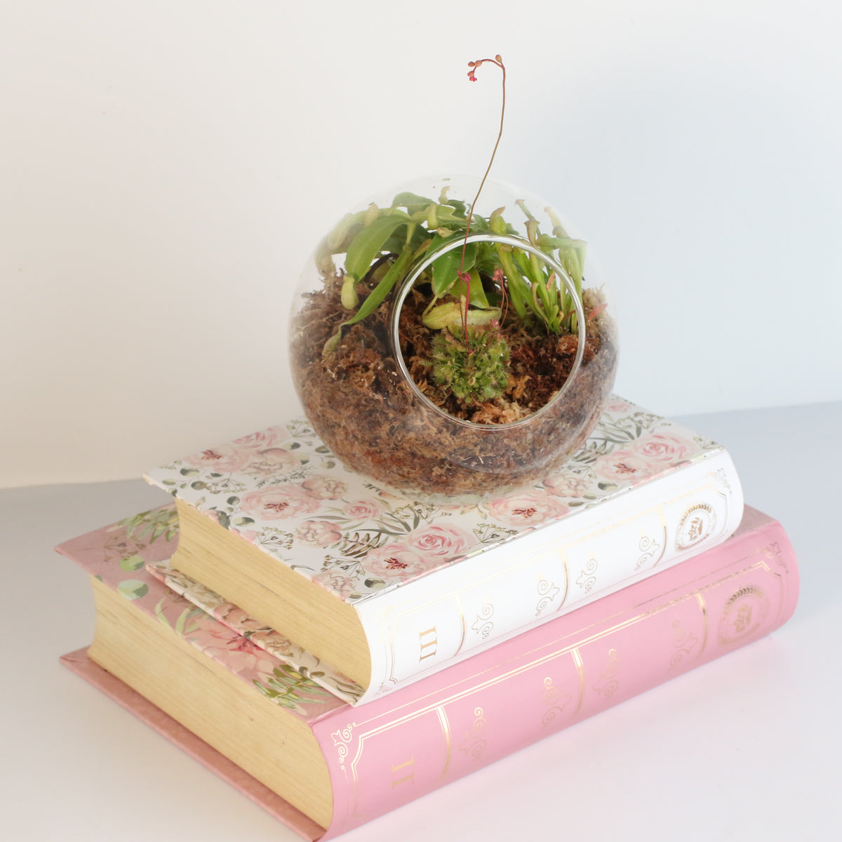 Terrarium Carnivorous Kit