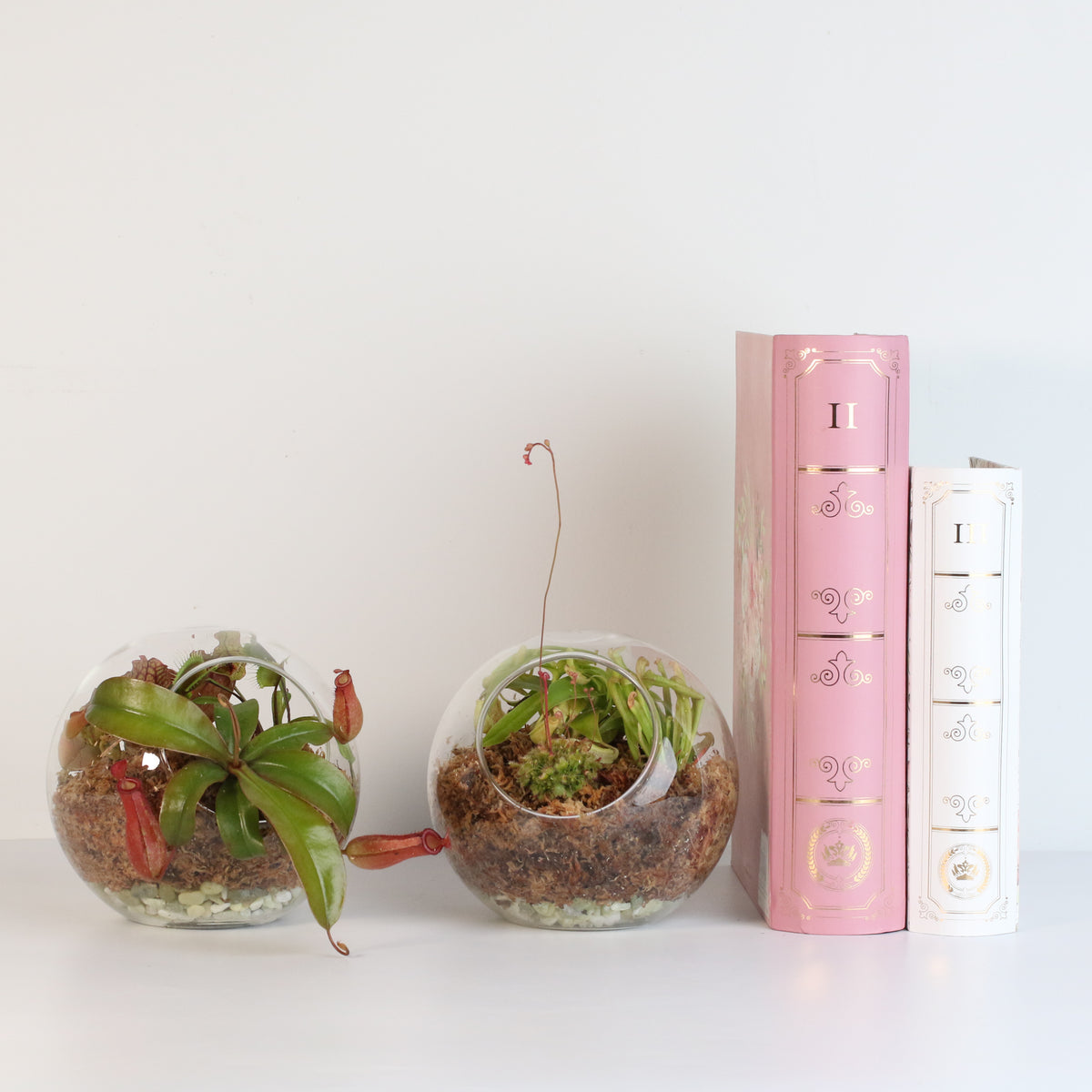 Terrarium Carnivorous Kit