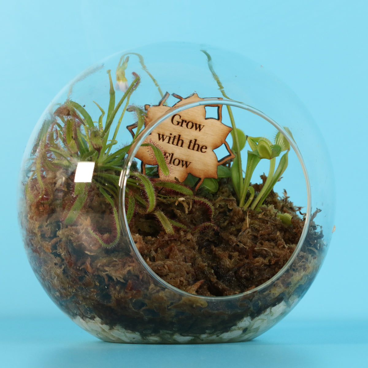 Terrarium Carnivorous Kit