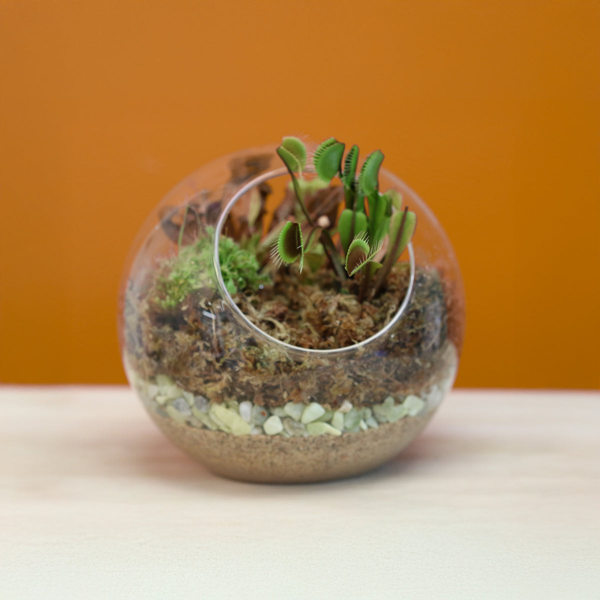 Fierce Forest Terrarium Carnivorous Kit
