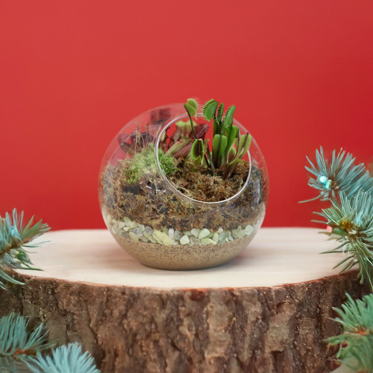 Fierce Forest Terrarium Carnivorous Kit
