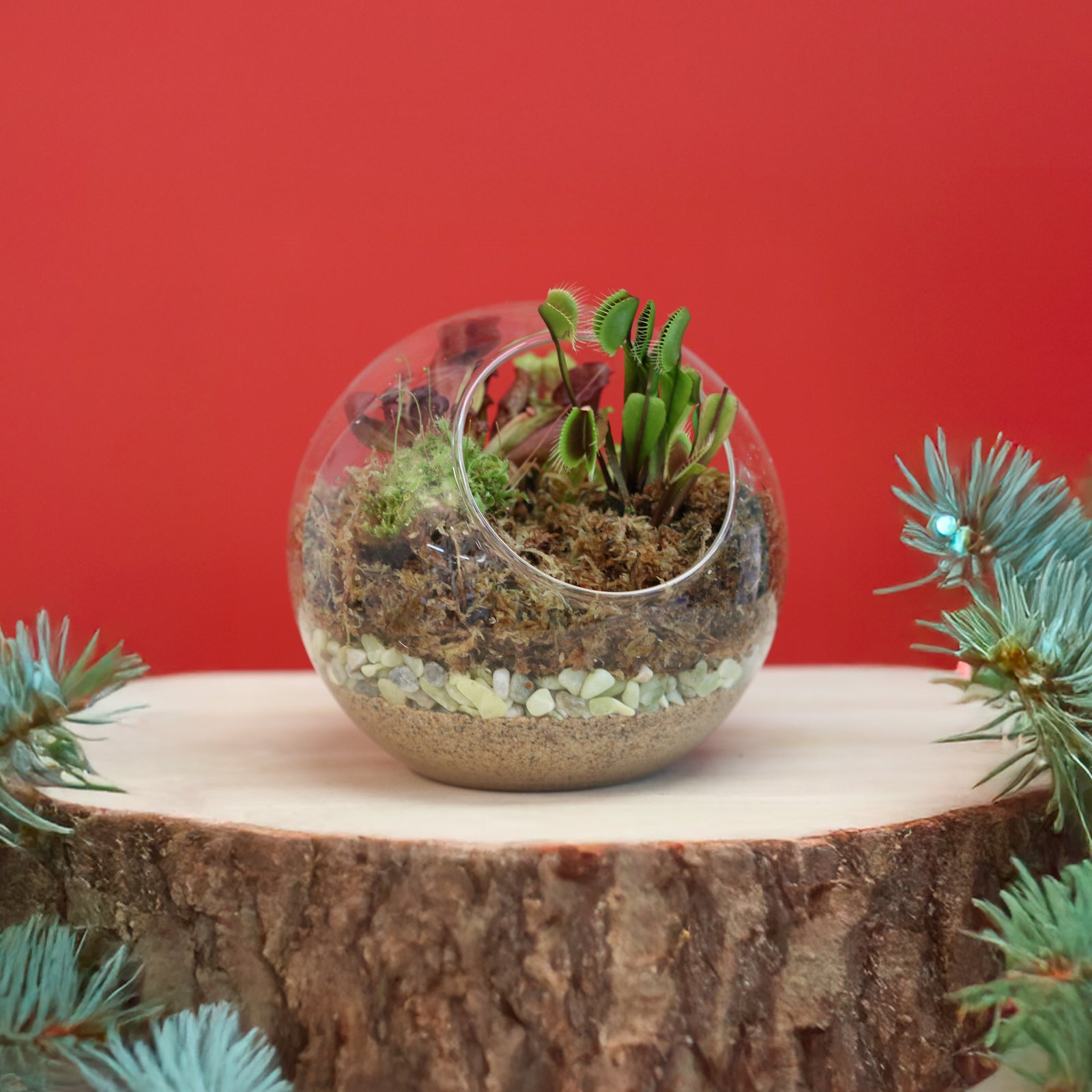 files/Fierce_Forest_Holiday.jpg