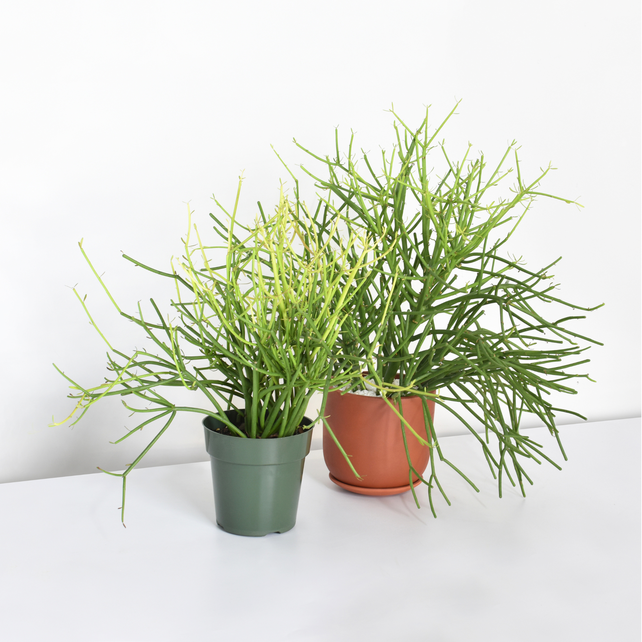 Firestick cactus discount