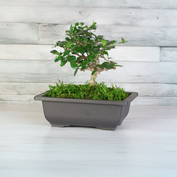 Fukien Tea Tree Bonsai - Verdant Lyfe