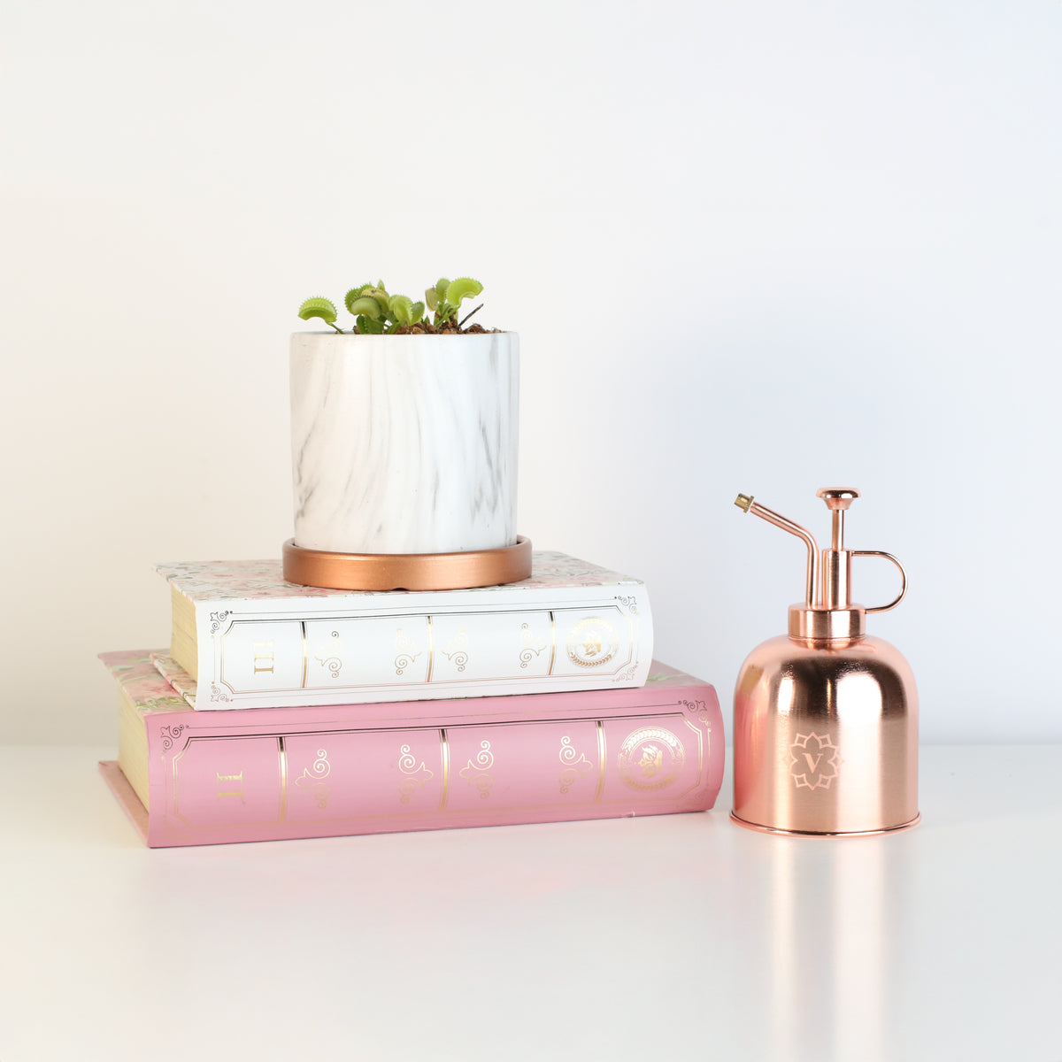 Green Venus Fly Trap Carnivorous Plant