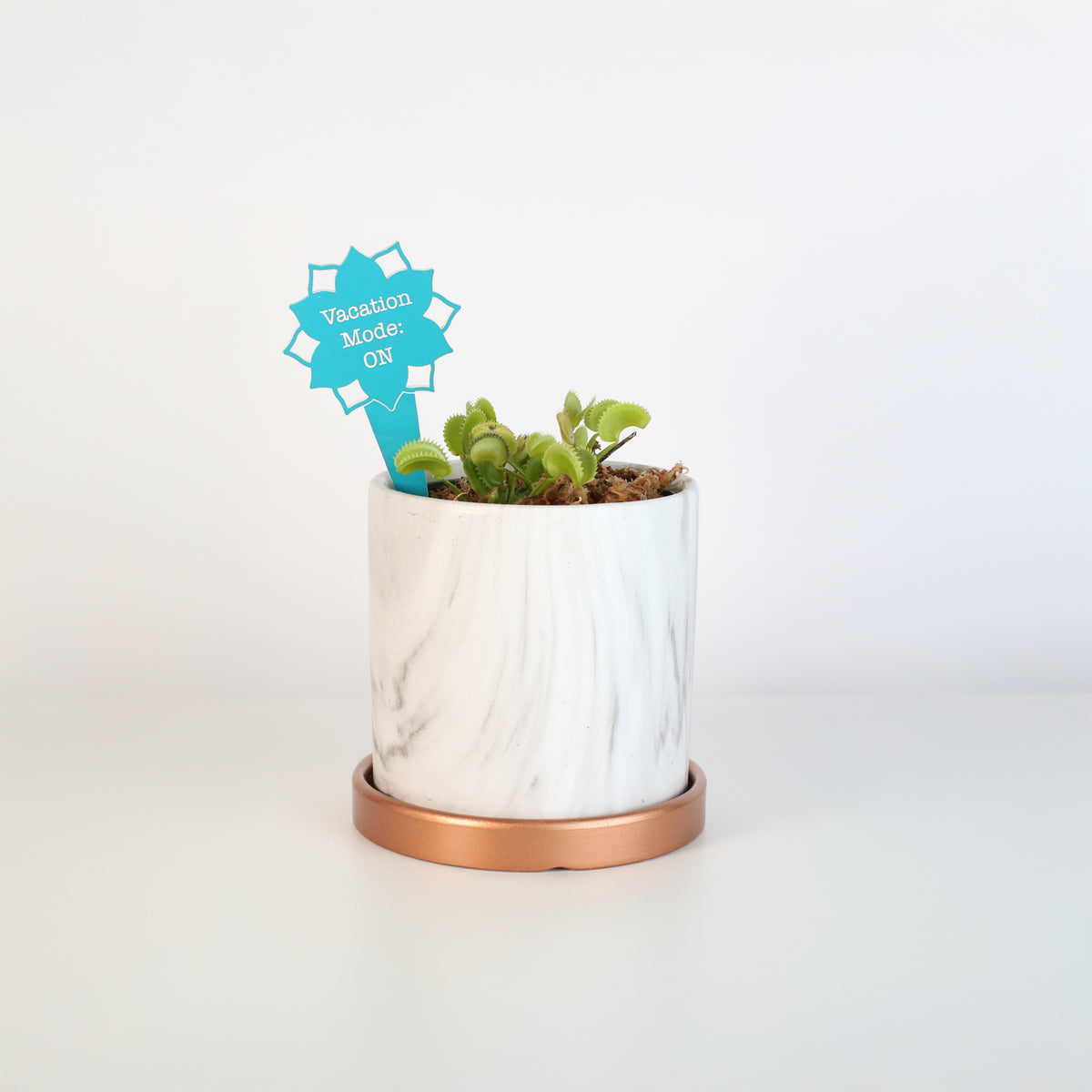 Green Venus Fly Trap Carnivorous Plant