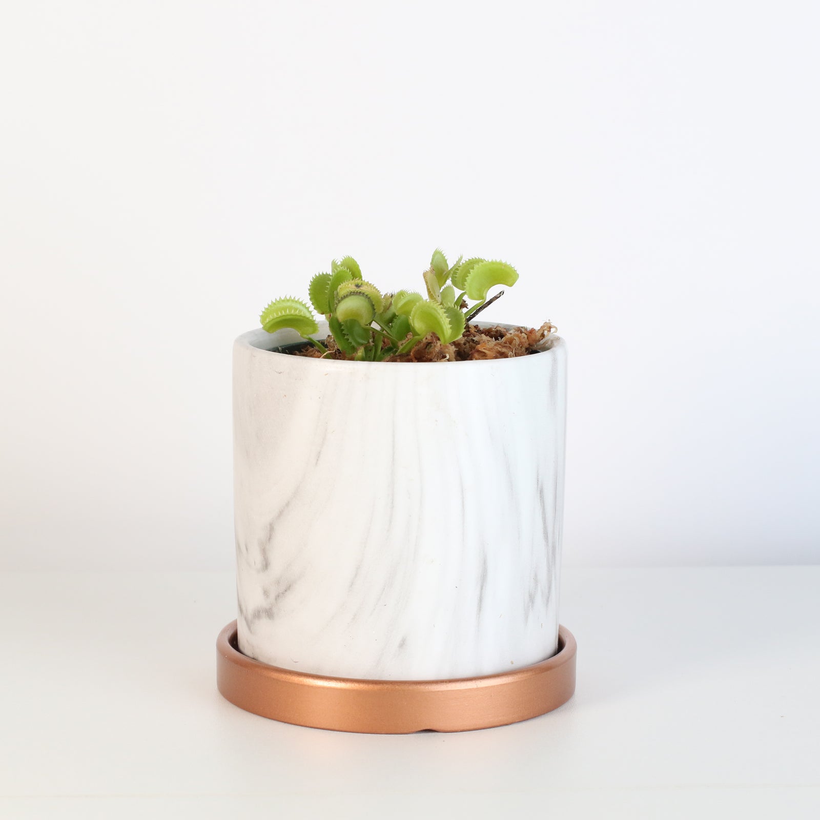 Green Venus Flytrap Carnivorous Plant