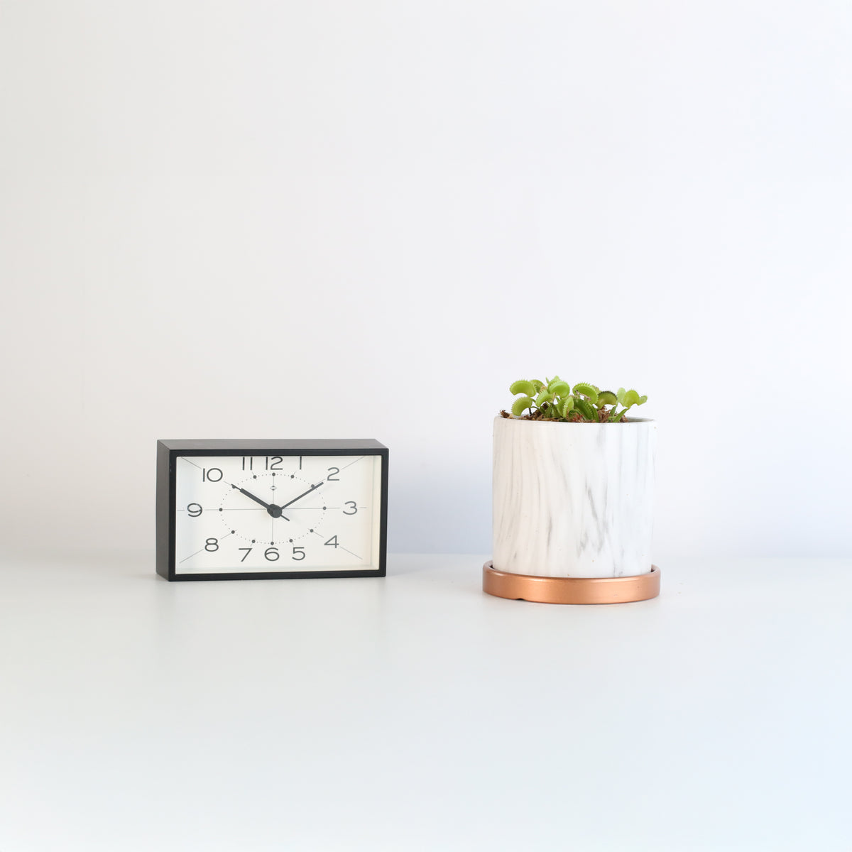 Green Venus Fly Trap Carnivorous Plant