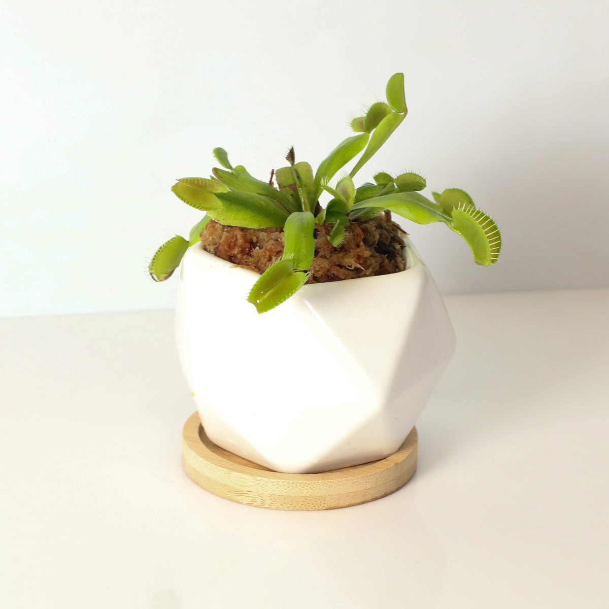 Green Venus Flytrap Carnivorous Plant