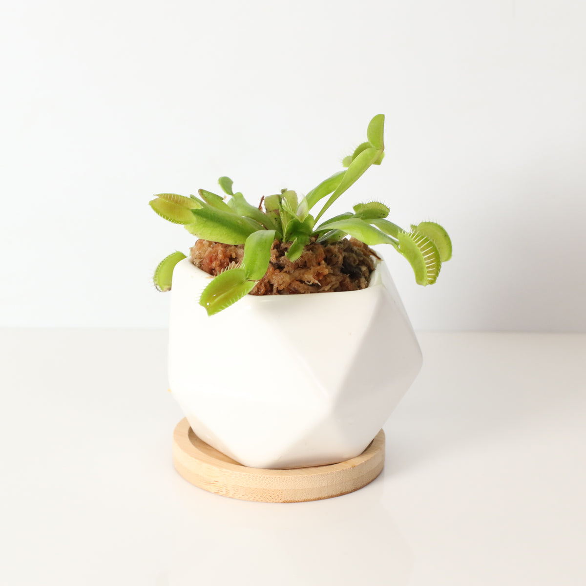 Green Venus Flytrap Carnivorous Plant