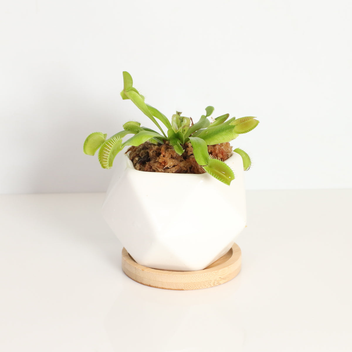 Green Venus Flytrap Carnivorous Plant