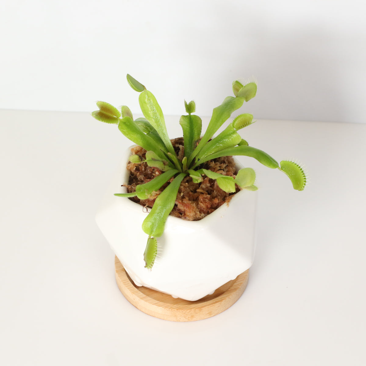 Green Venus Flytrap Carnivorous Plant