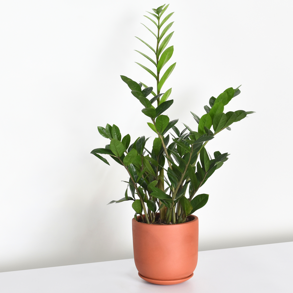 Zanzibar Gem Green ZZ Plant - Verdant Lyfe