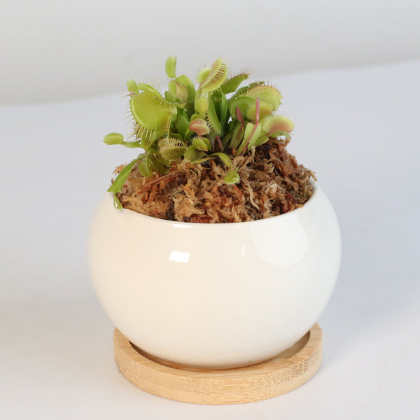 venus fly trap succulent Green Venus Fly Trap Carnivorous Plant