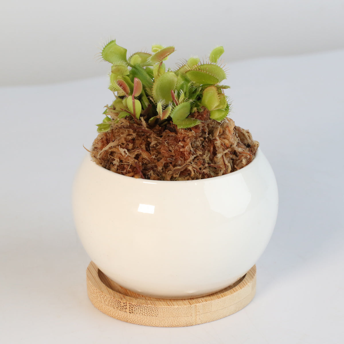 Green Venus Flytrap Carnivorous Plant