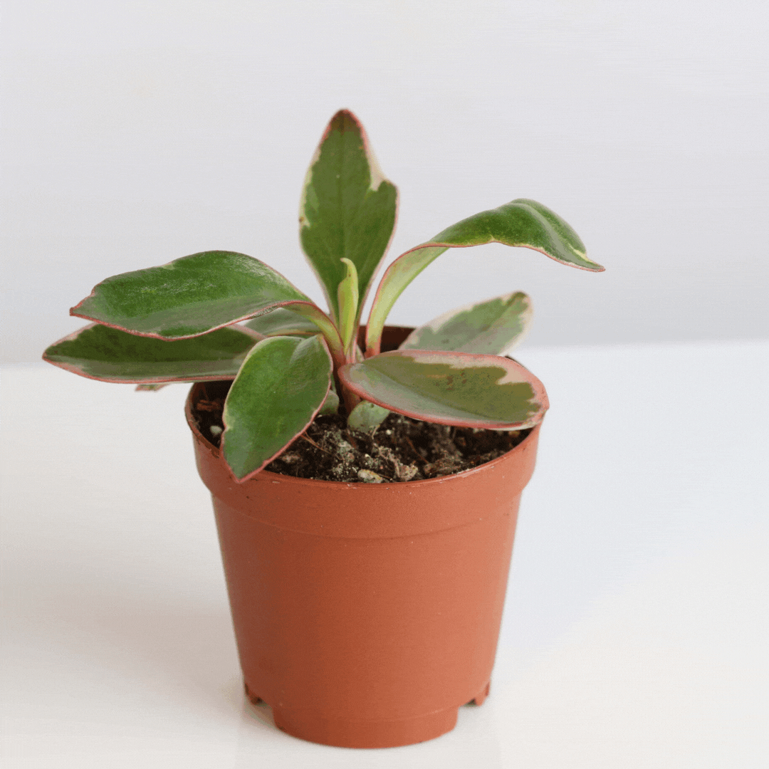 Grower's Choice Mystery Plant 4" Nursery Pot