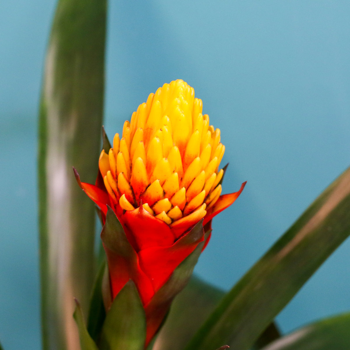 Guzmania Crown